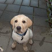 Labrador retriever Taco