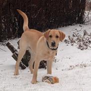 Labrador retriever Taco