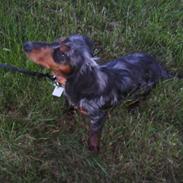 Dværggravhund Cindie †*DØD*†