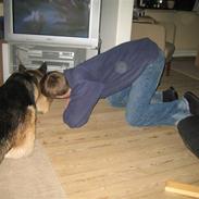 Schæferhund Tasso RIP