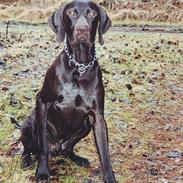 Korthåret hønsehund Caro - "Gomards King"