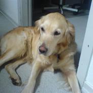 Golden retriever alet