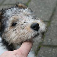 Ruhåret foxterrier "Tippe"