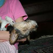 Ruhåret foxterrier "Tippe"