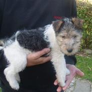Ruhåret foxterrier "Tippe"