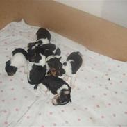 Ruhåret foxterrier "Tippe"