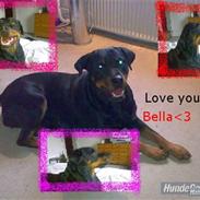 Rottweiler * Bella *