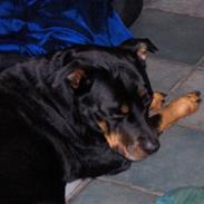 Rottweiler Kikki - R.I.P 