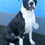 Blanding af racer Amstaff/AmBull Tyson