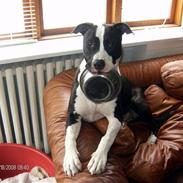 Blanding af racer Amstaff/AmBull Tyson