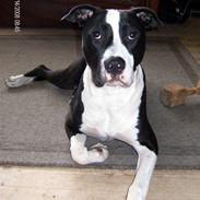 Blanding af racer Amstaff/AmBull Tyson