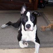 Blanding af racer Amstaff/AmBull Tyson