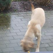 Labrador retriever Molly.