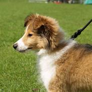 Shetland sheepdog Zako <333 mussen ;)