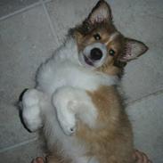 Shetland sheepdog Zako <333 mussen ;)