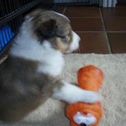 Shetland sheepdog Zako <333 mussen ;)