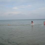 Labrador retriever nuogie