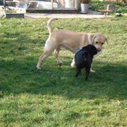 Labrador retriever nuogie