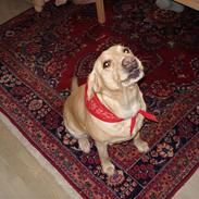 Labrador retriever nuogie