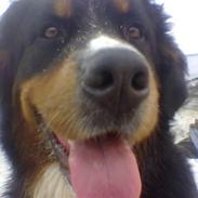 Berner sennenhund Bessie 