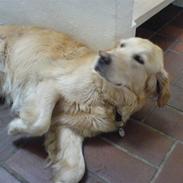 Golden retriever alet