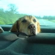 Golden retriever alet