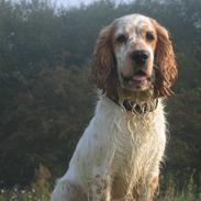 Cocker spaniel Mikkel