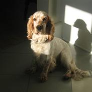 Cocker spaniel Mikkel