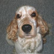 Cocker spaniel Mikkel