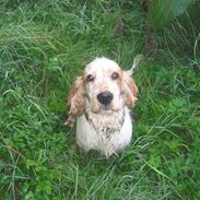 Cocker spaniel Mikkel
