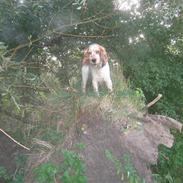 Cocker spaniel Mikkel