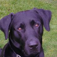 Blanding af racer Labrador retriver Cosmo