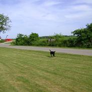Blanding af racer Labrador retriver Cosmo