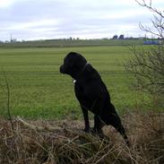 Blanding af racer Labrador retriver Cosmo