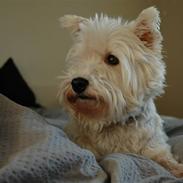 West highland white terrier Frække Frida