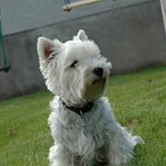 West highland white terrier Frække Frida