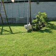 West highland white terrier Frække Frida