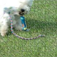 West highland white terrier Frække Frida