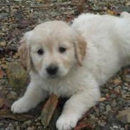 Golden retriever Gaia