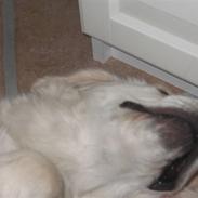 Golden retriever Gaia