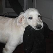 Golden retriever Gaia