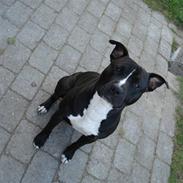 Amerikansk staffordshire terrier R.I.P  kenzo  savner dig