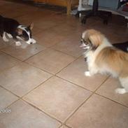 Pekingeser Sofus & Balto