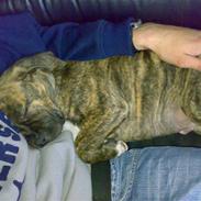 Amerikansk staffordshire terrier Amstaf  -- "BASSE" 26,07,