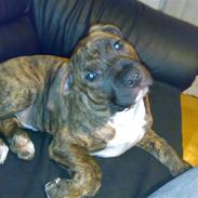 Amerikansk staffordshire terrier Amstaf  -- "BASSE" 26,07,