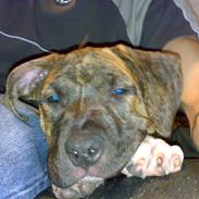 Amerikansk staffordshire terrier Amstaf  -- "BASSE" 26,07,