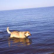 Blanding af racer trine