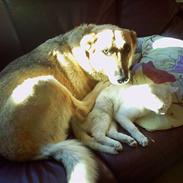 Blanding af racer trine