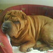 Shar pei Athene