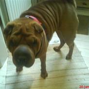 Shar pei Athene